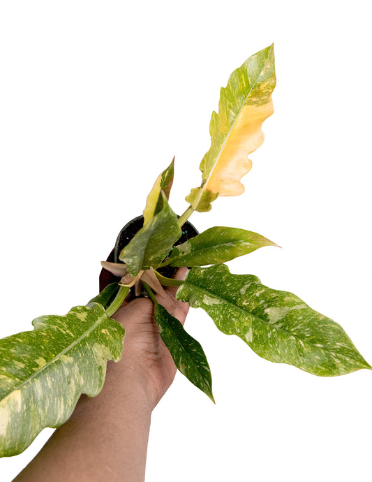 Philodendron Ring of Fire