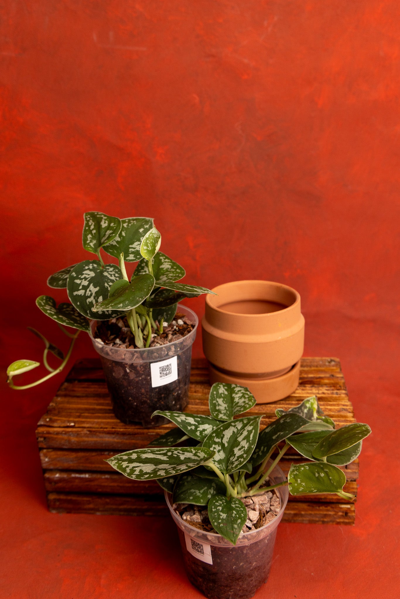 Scindapsus Sliver Satin