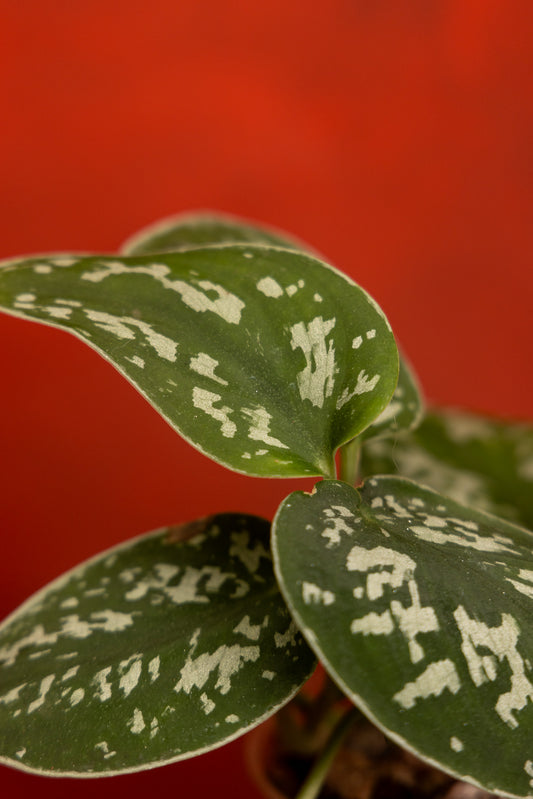 Scindapsus Sliver Satin