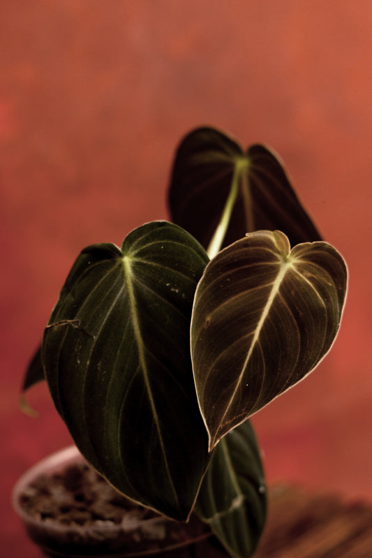 Philodendron Melanochrysum