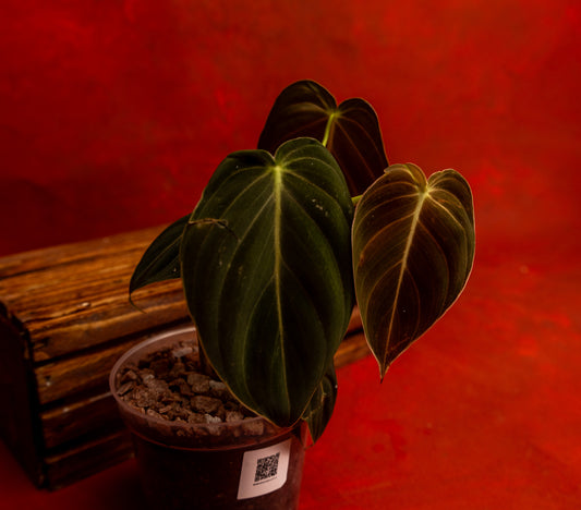 Philodendron Melanochrysum