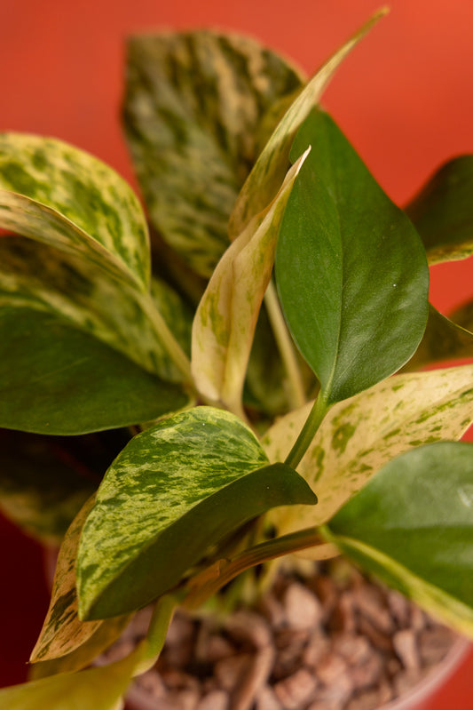 Pothos Marble Queen