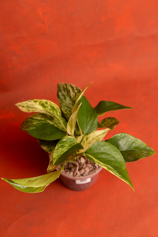 Pothos Marble Queen