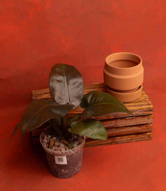 Philodendron Black Cardinal