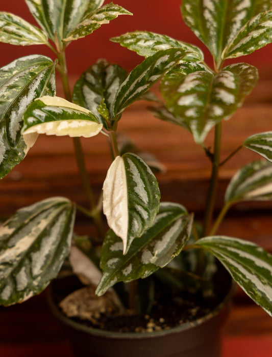 Pilea Cadierei Variegated