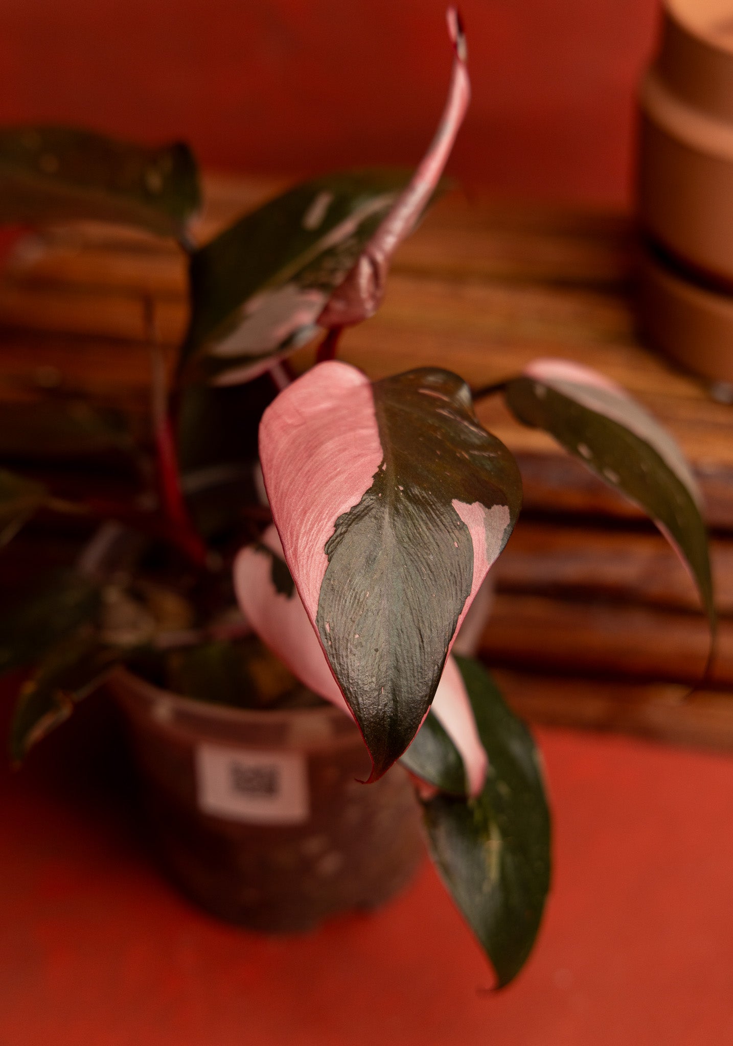 Philodendron Pink Princess