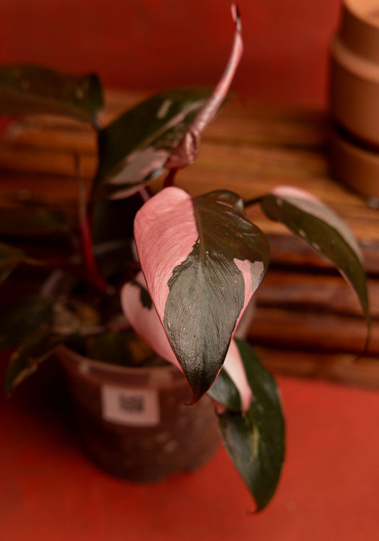 Philodendron Pink Princess