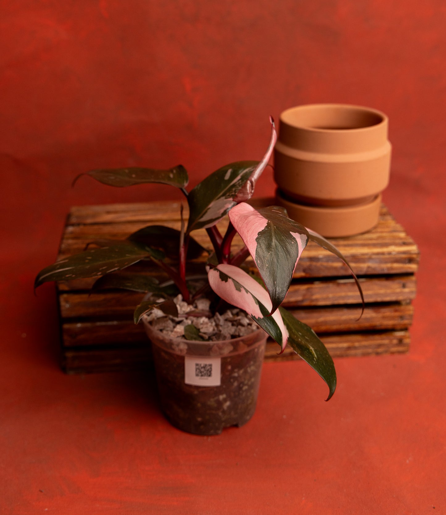 Philodendron Pink Princess