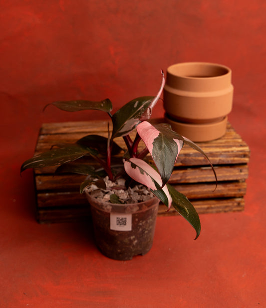 Philodendron Pink Princess