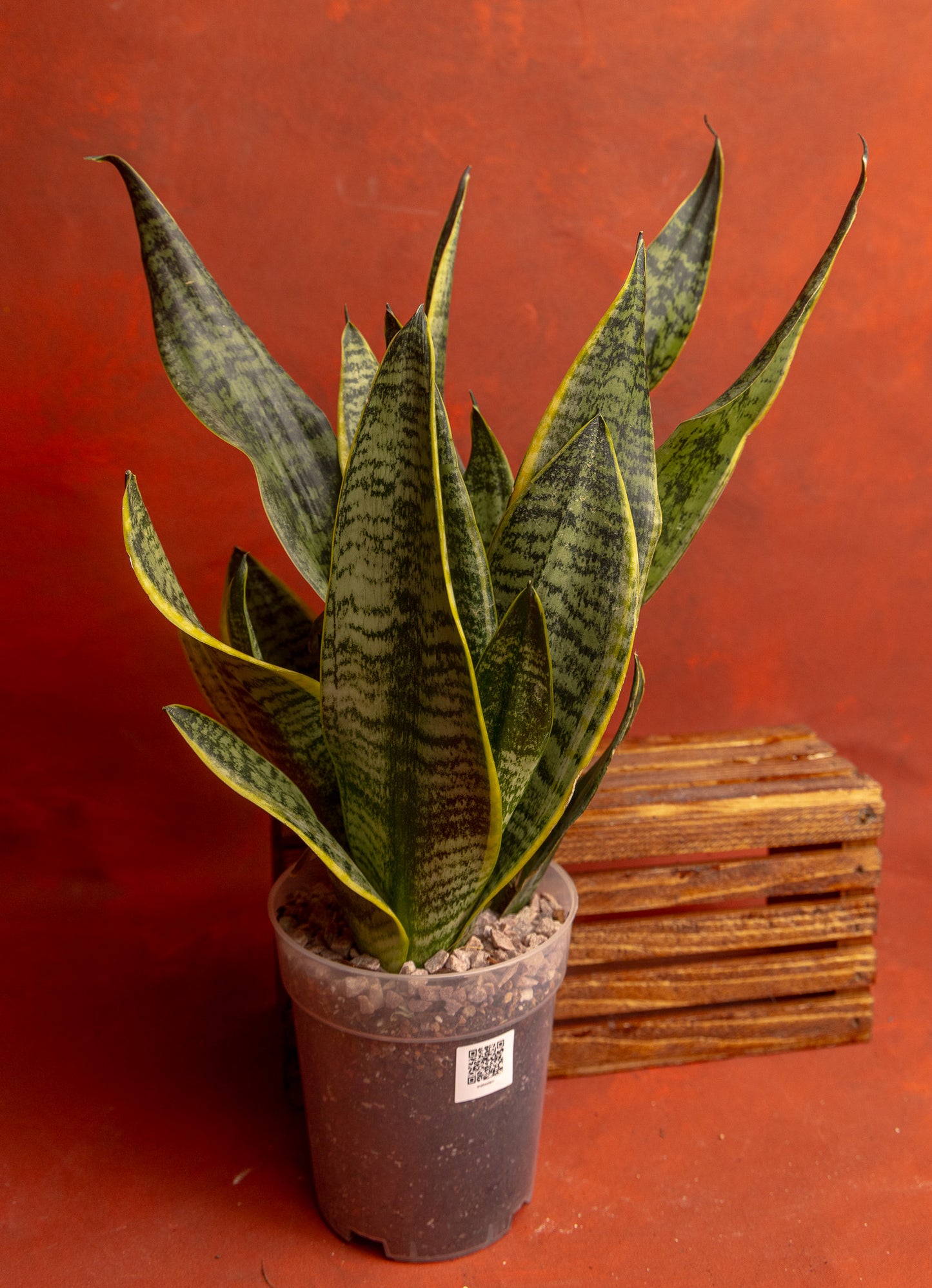 Snake Plant Sansevieria