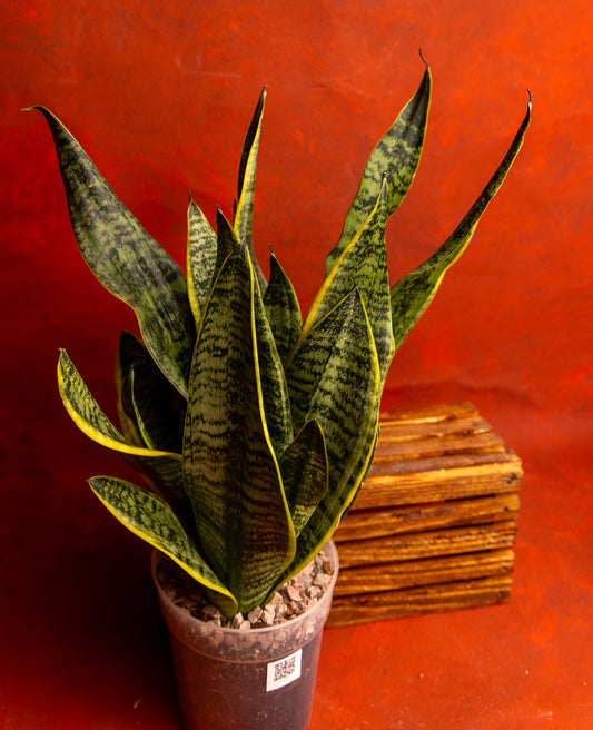 Snake Plant Sansevieria