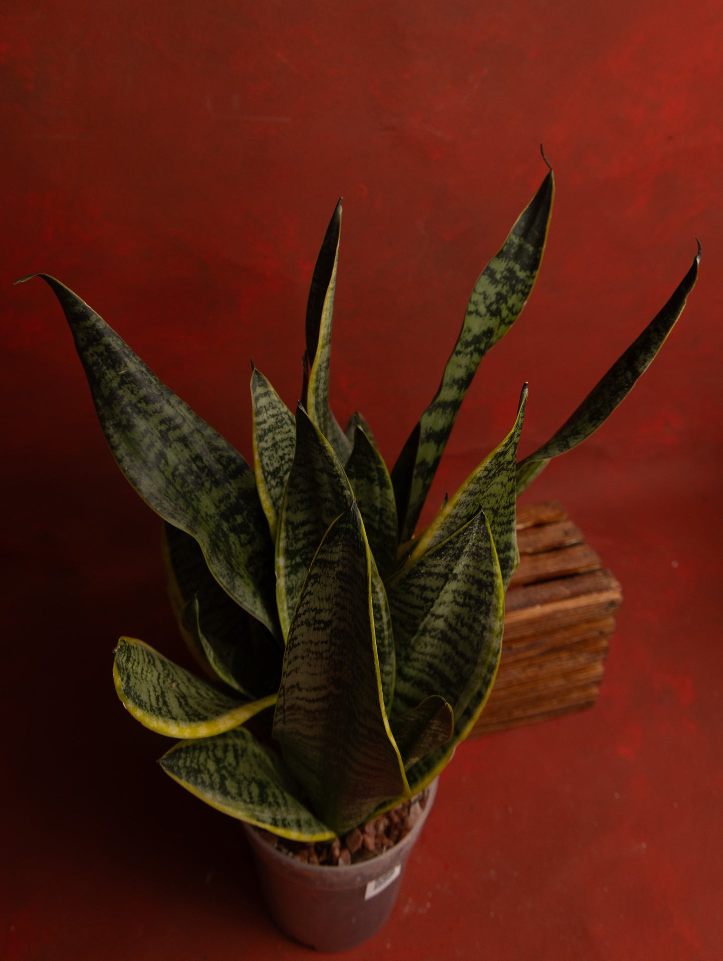 Snake Plant Sansevieria