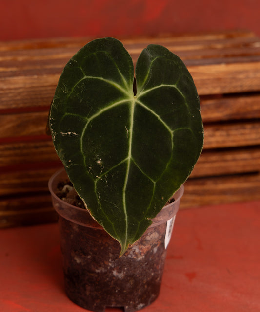 Anthurium Clarinervium