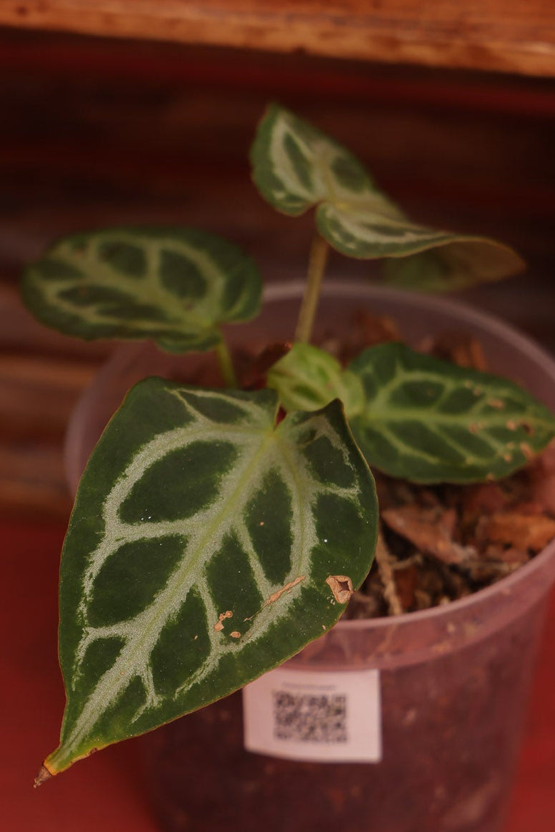 Anthurium Doc Block x Brielle x Zara