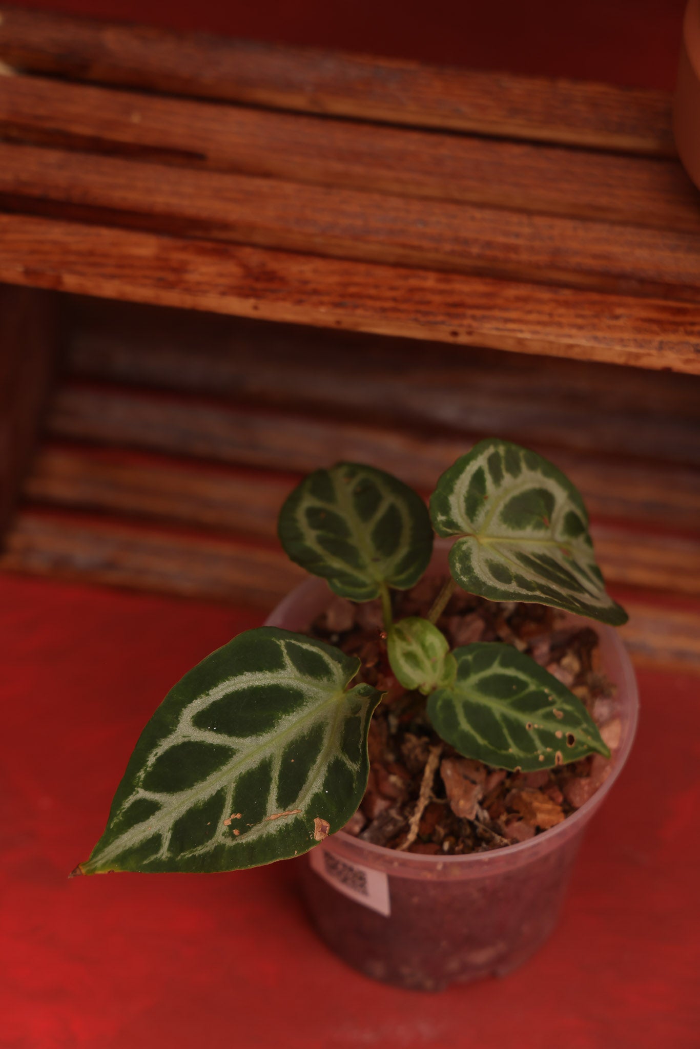 Anthurium Doc Block x Brielle x Zara