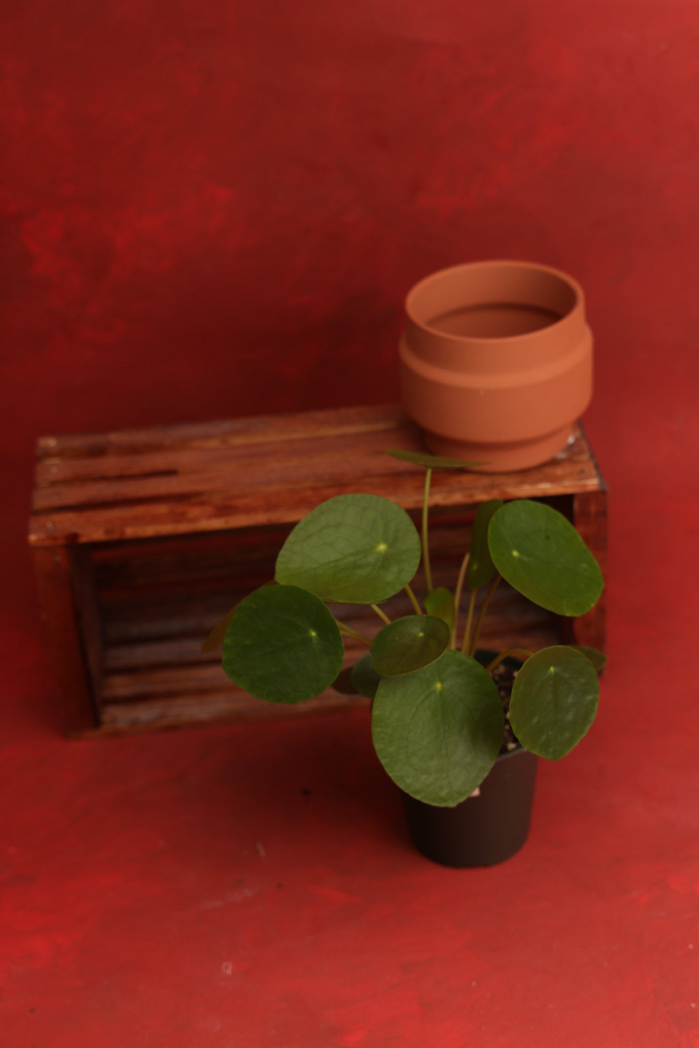 Pilea Peperomioides (Money Plant)