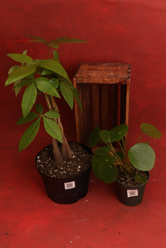 Pilea & Money Tree Bundle
