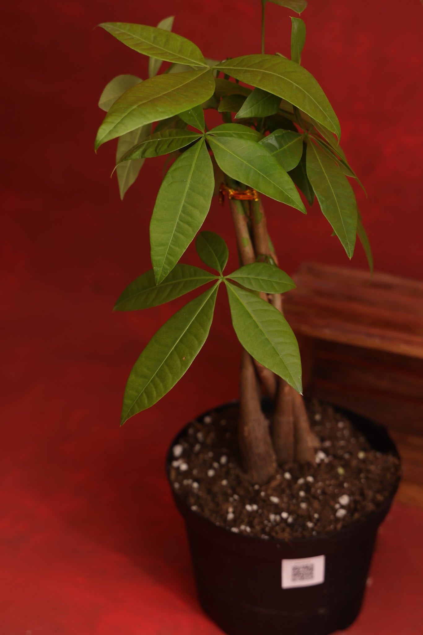 Pilea & Money Tree Bundle