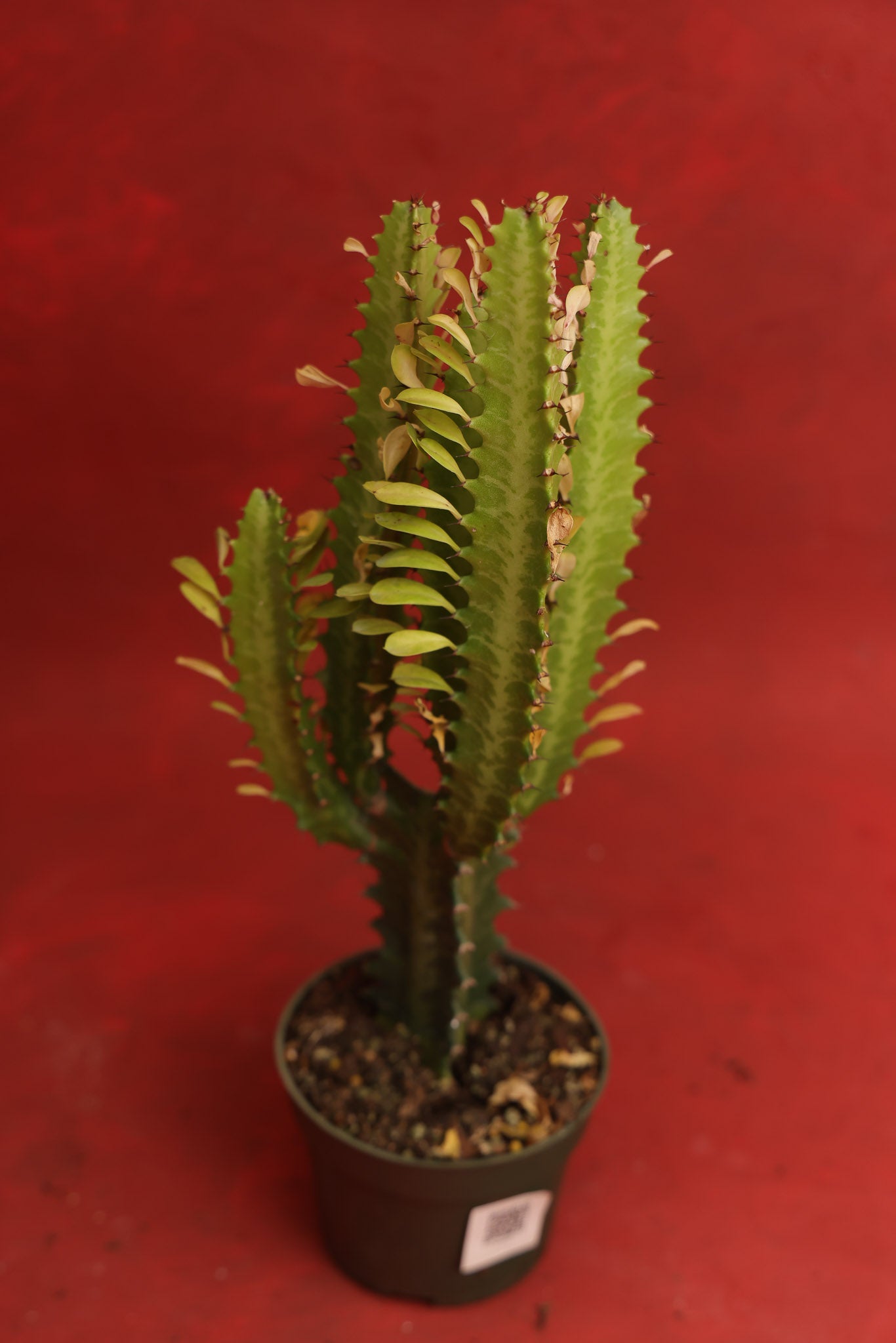 Euphorbia Trigona Green