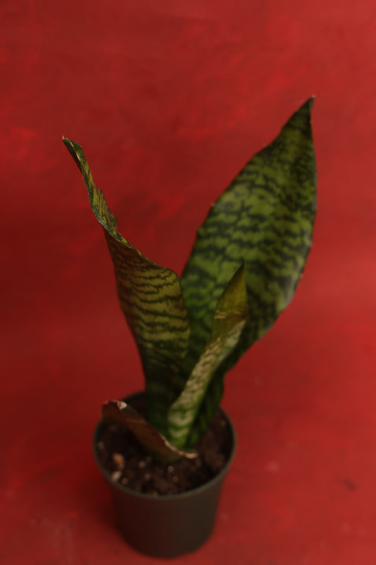 Snake Plant Black Coral