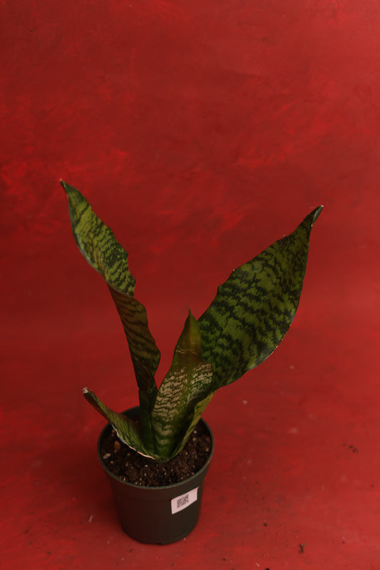 Snake Plant Black Coral