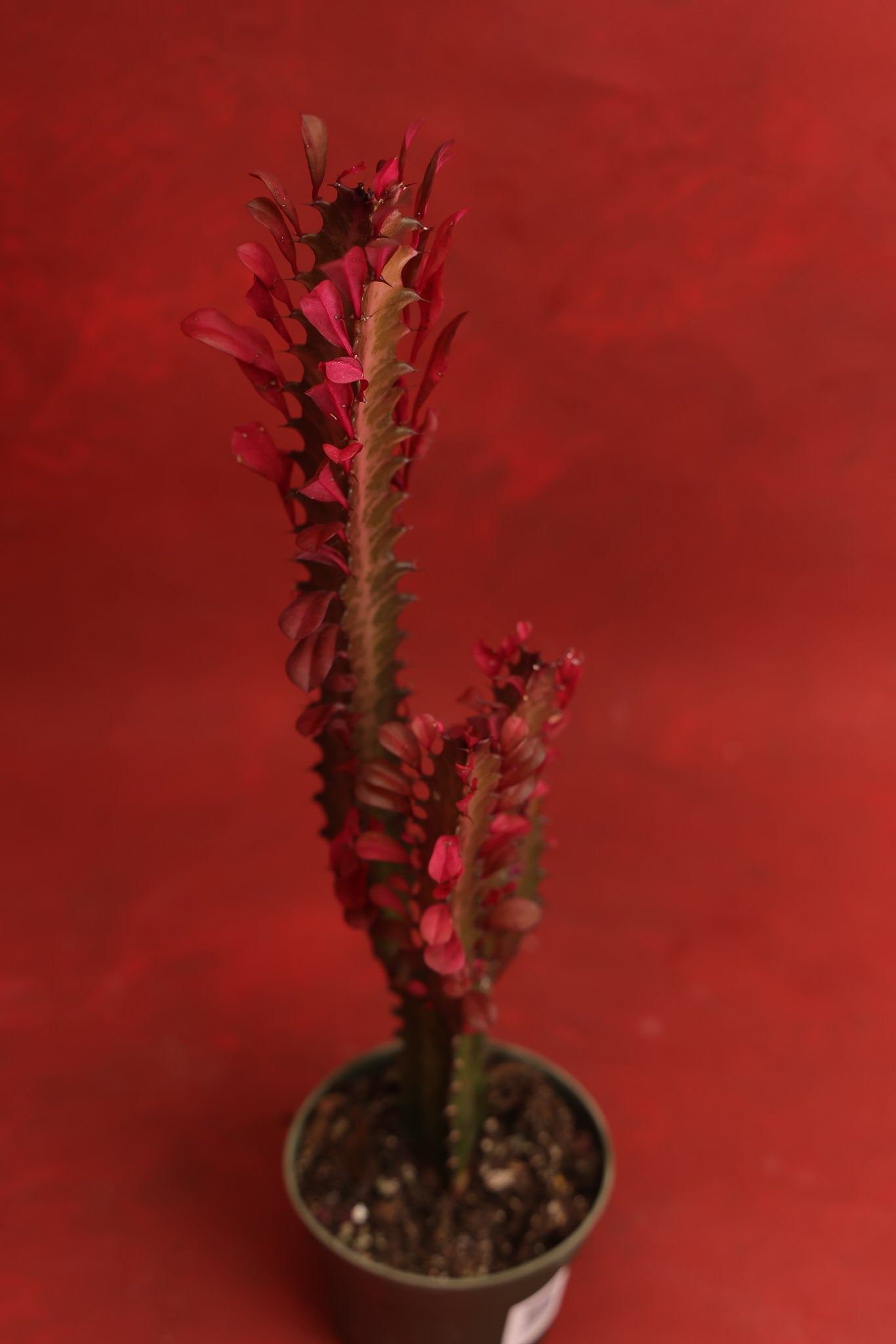 Euphorbia Trigona Red