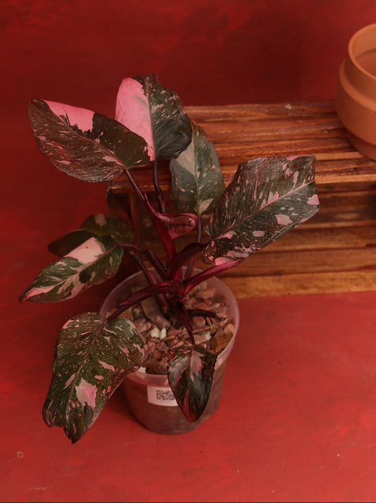 Philodendron Pink Princess Marble