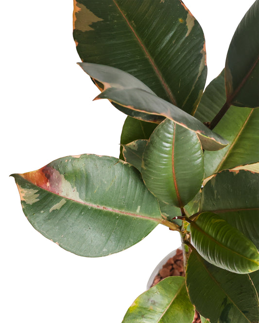 Ficus Ruby
