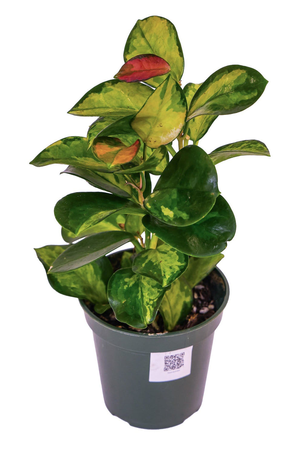 Hoya Australis Lisa- Easy Care- Red Burlap- Valentines Day Edition