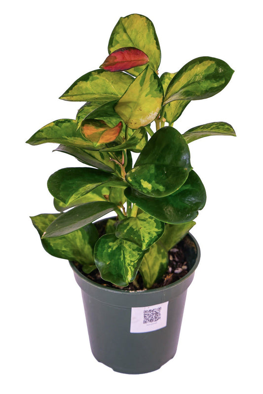 Hoya Australis Lisa- Easy Care- Red Burlap- Valentines Day Edition