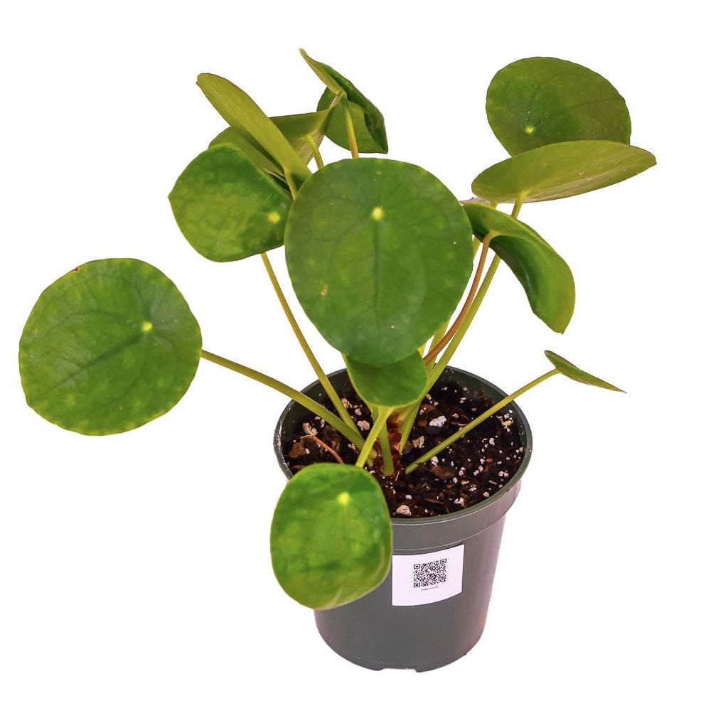 Pilea Peperomioides (Money Plant)