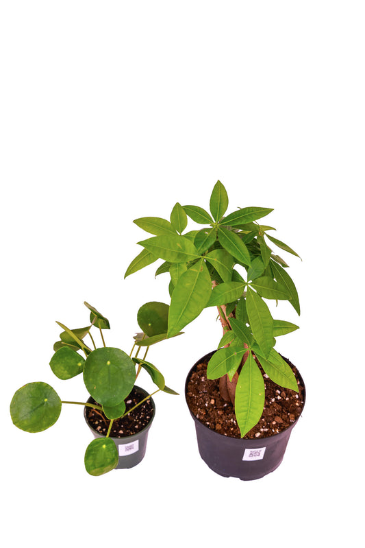 Pilea & Money Tree Bundle