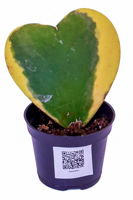Hoya Kerri Heart Variegated