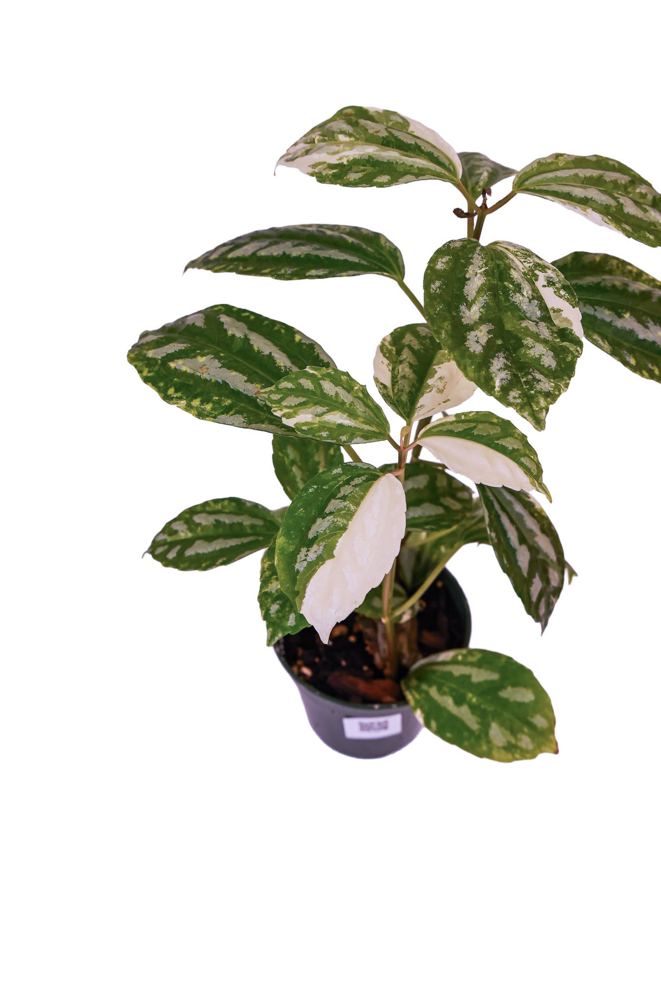 Pilea Cadierei Variegated