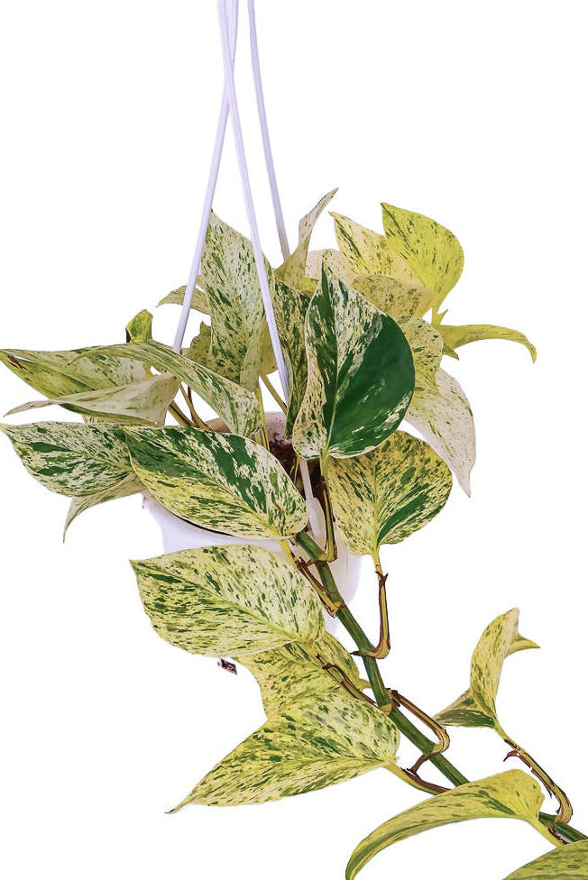 Pothos Snow Queen. Hanging Basket