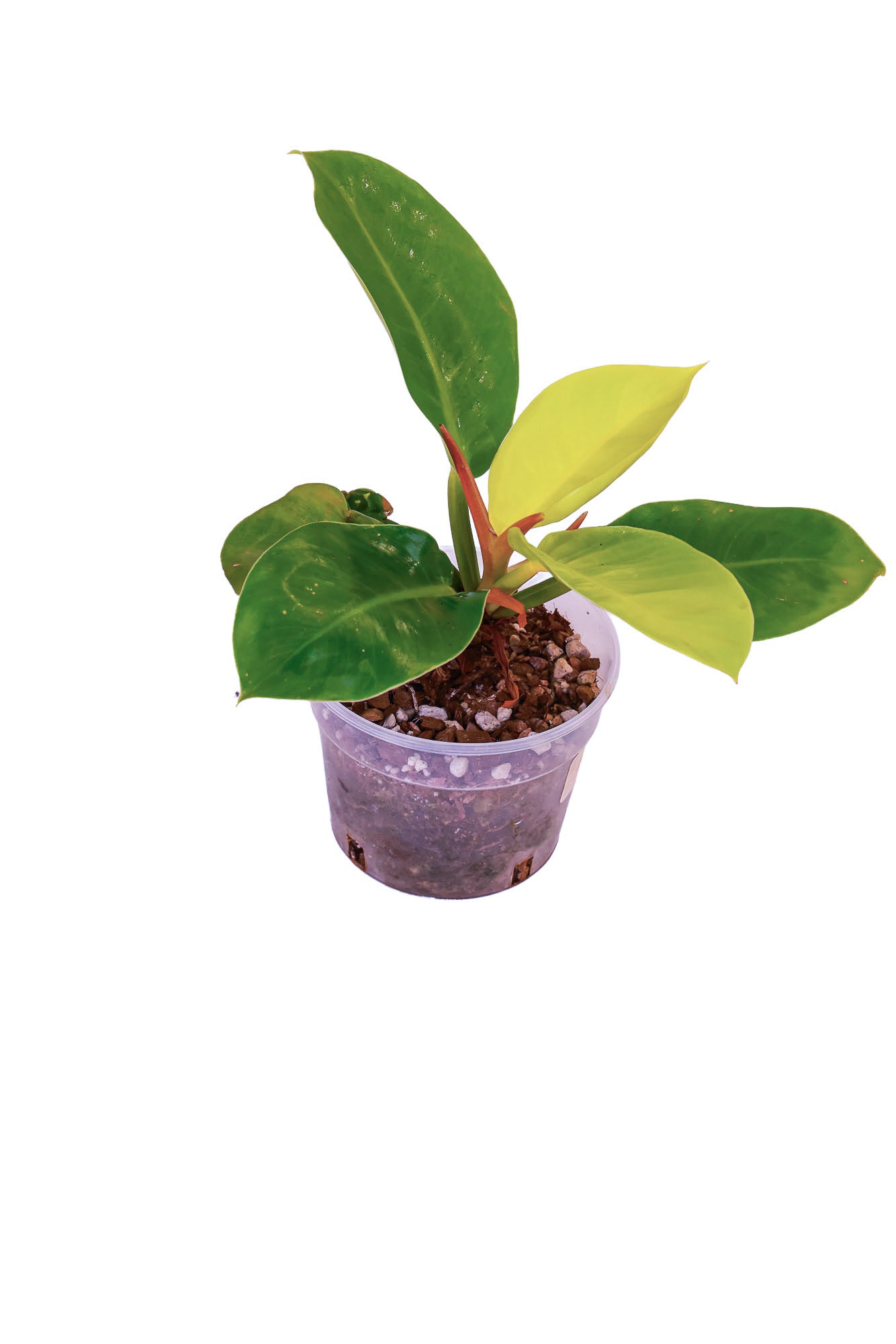 Philodendron Moonlight