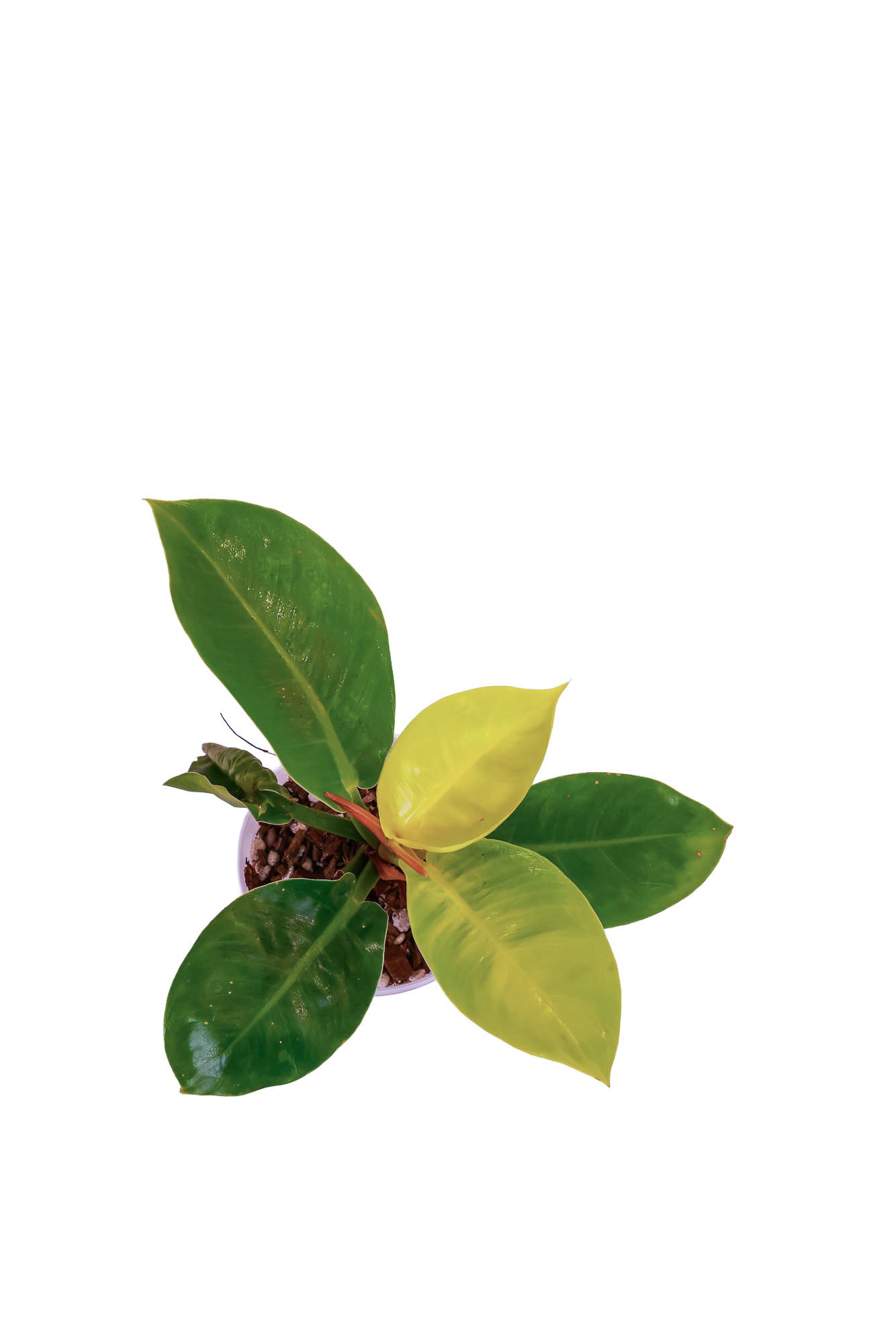 Philodendron Moonlight