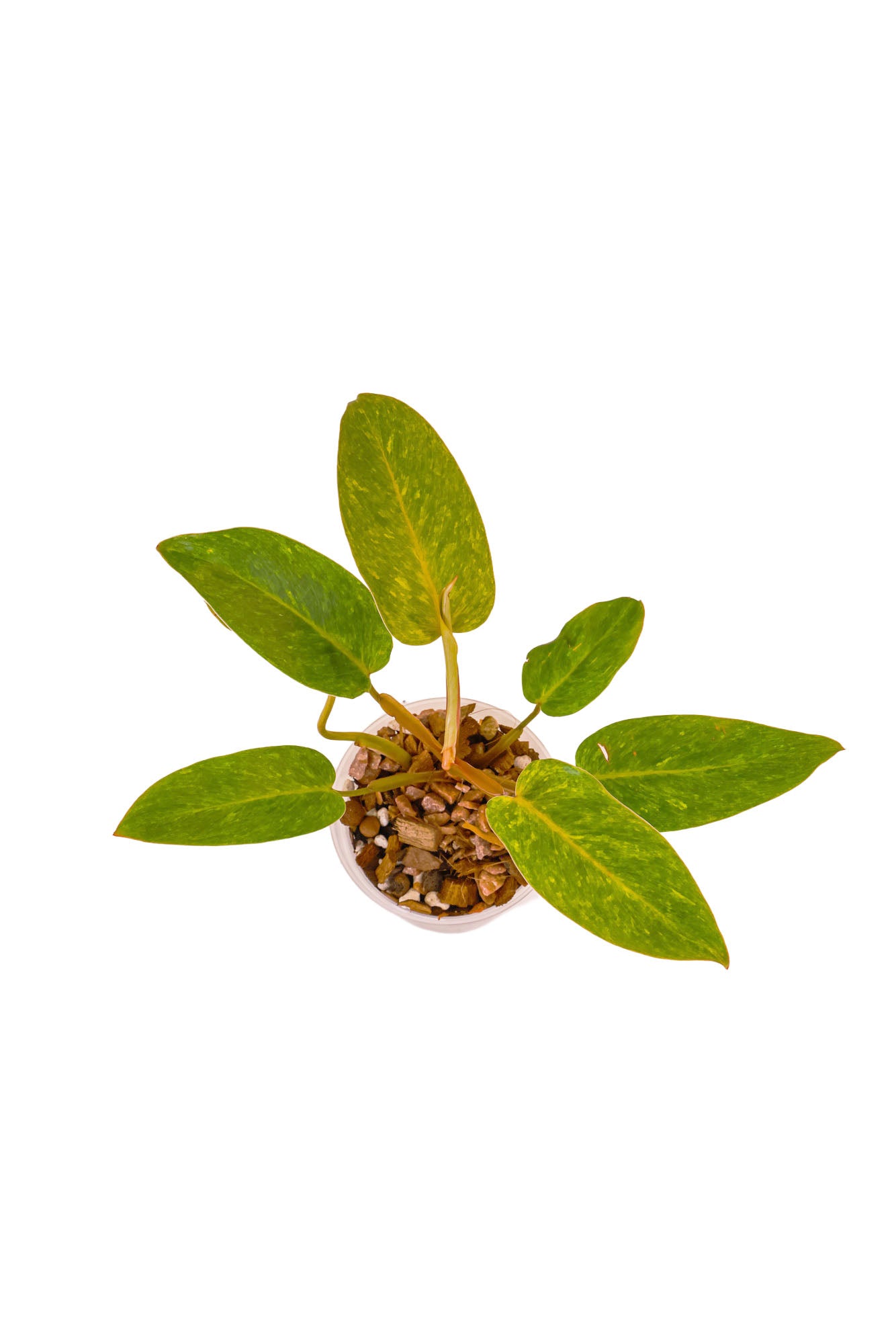 Philodendron Painted Lady