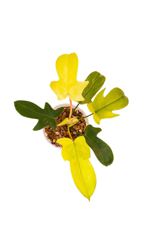 Philodendron Florida Ghost (Mint)