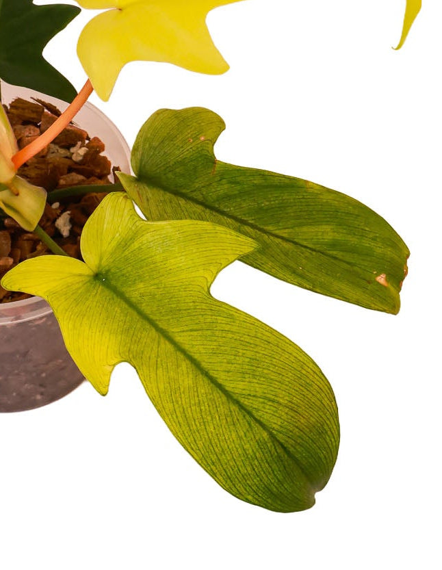 Philodendron Florida Ghost (Mint)