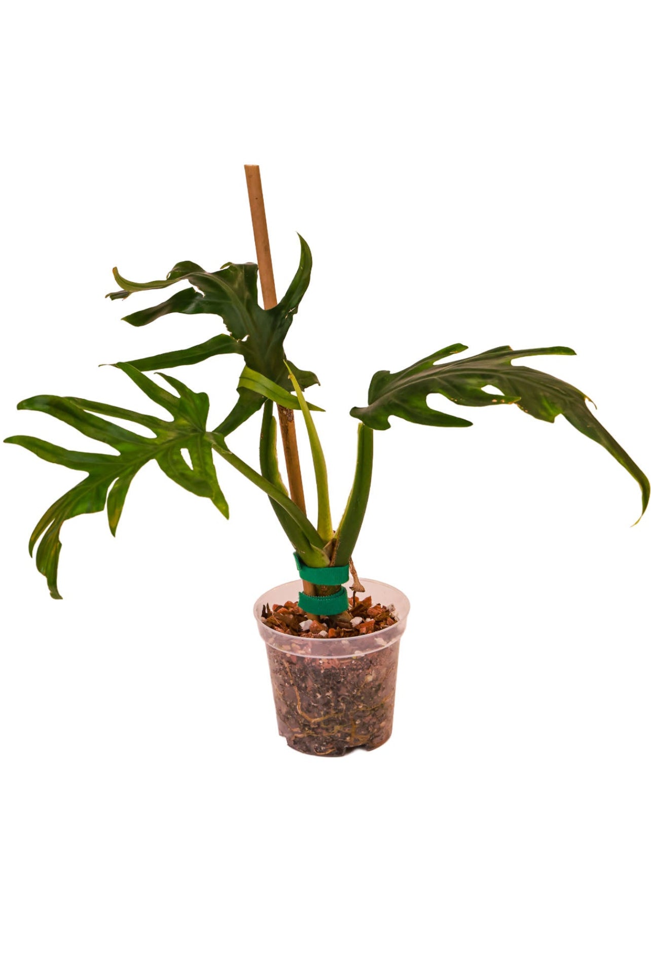 Philodendron Elegans