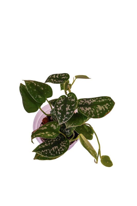 Scindapsus Sliver Satin