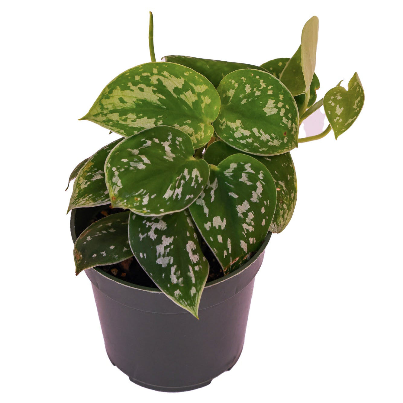 Scindapsus Sliver Satin -Nursery Grown