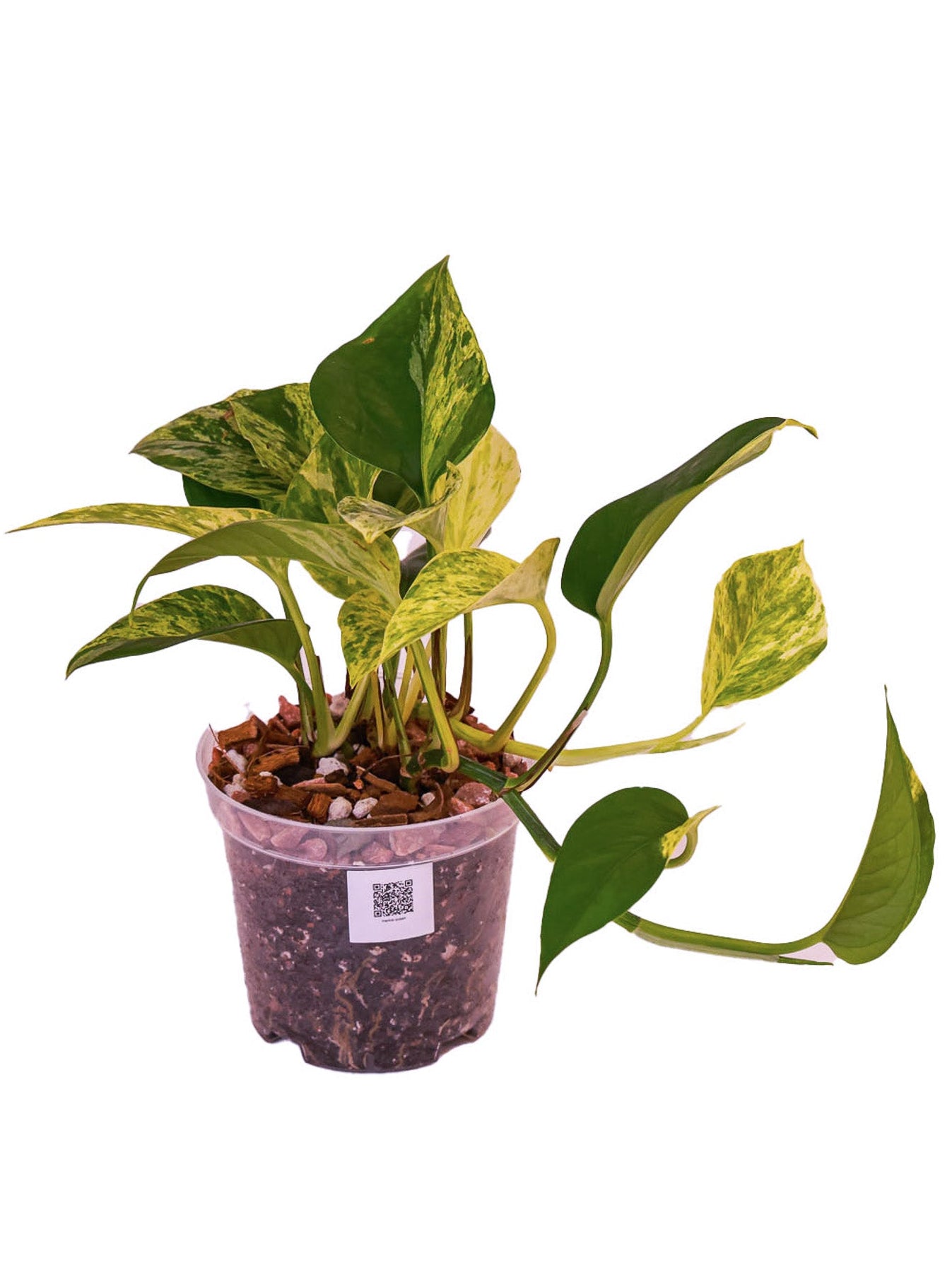 Pothos Marble Queen