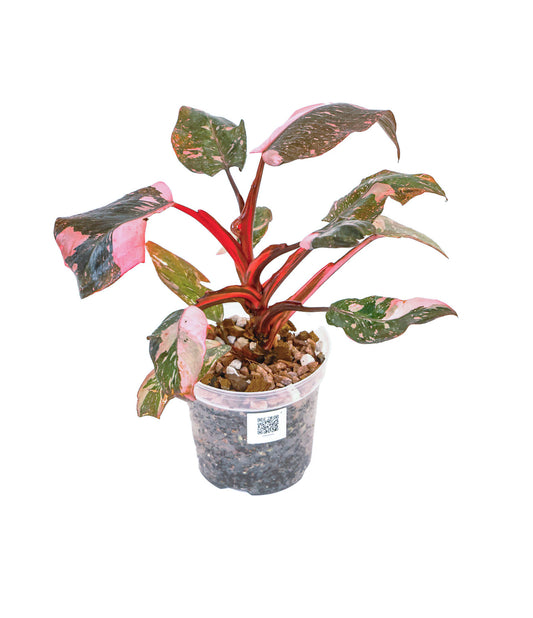 Philodendron Pink Princess Marble