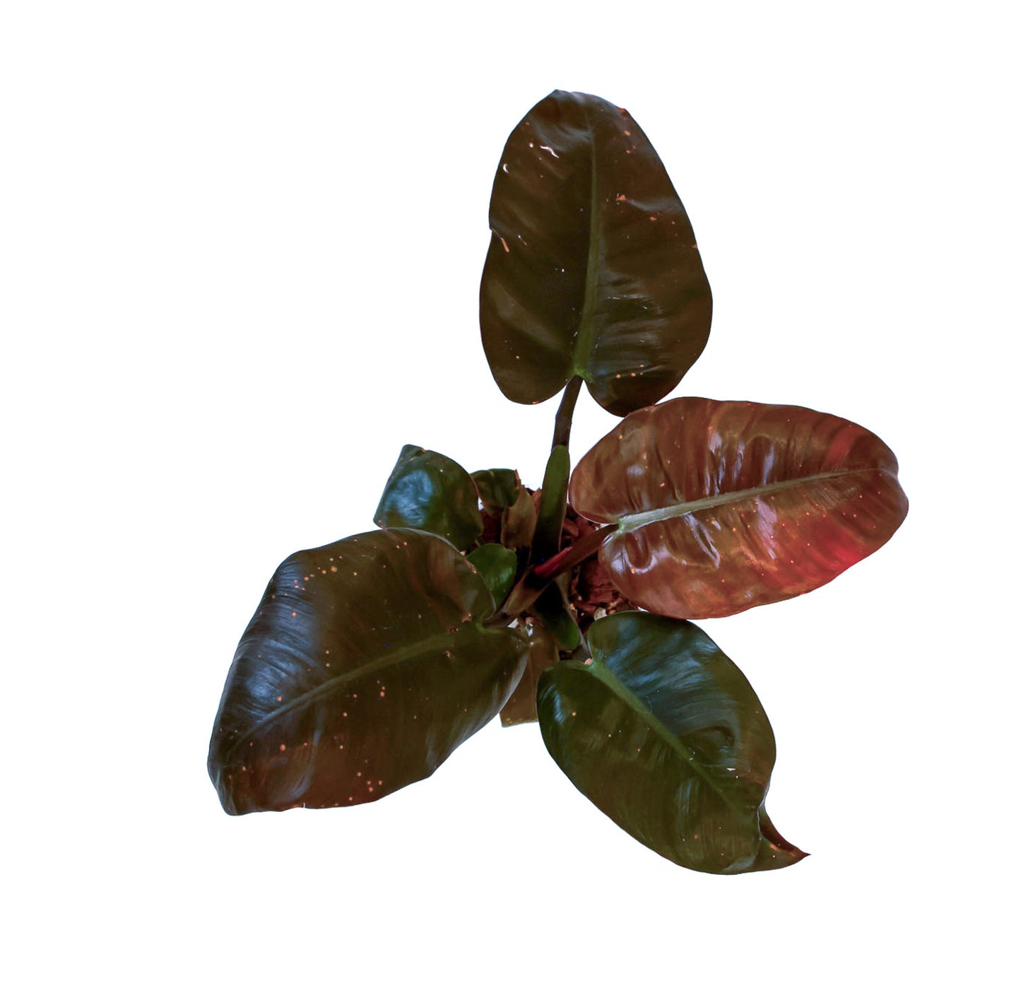 Philodendron Black Cardinal