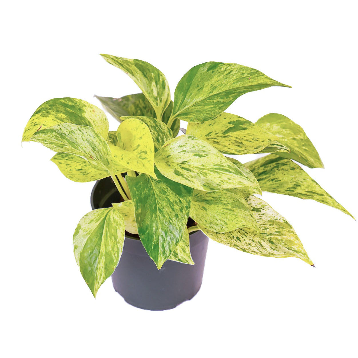 Pothos Marble Queen - Nursery Grown