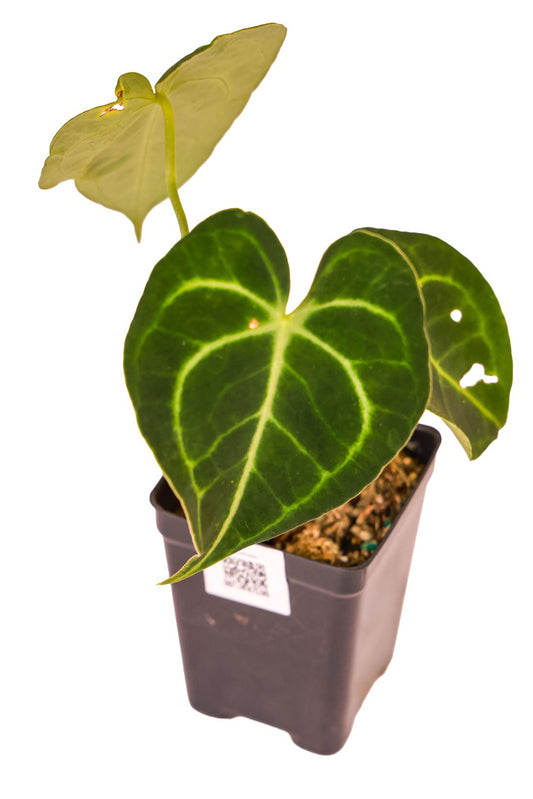 Anthurium Clarinervium