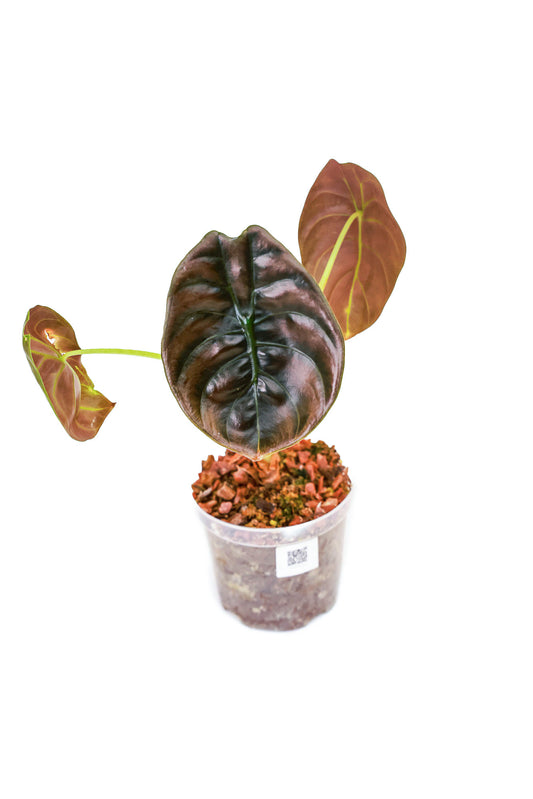Alocasia Red Cuprea