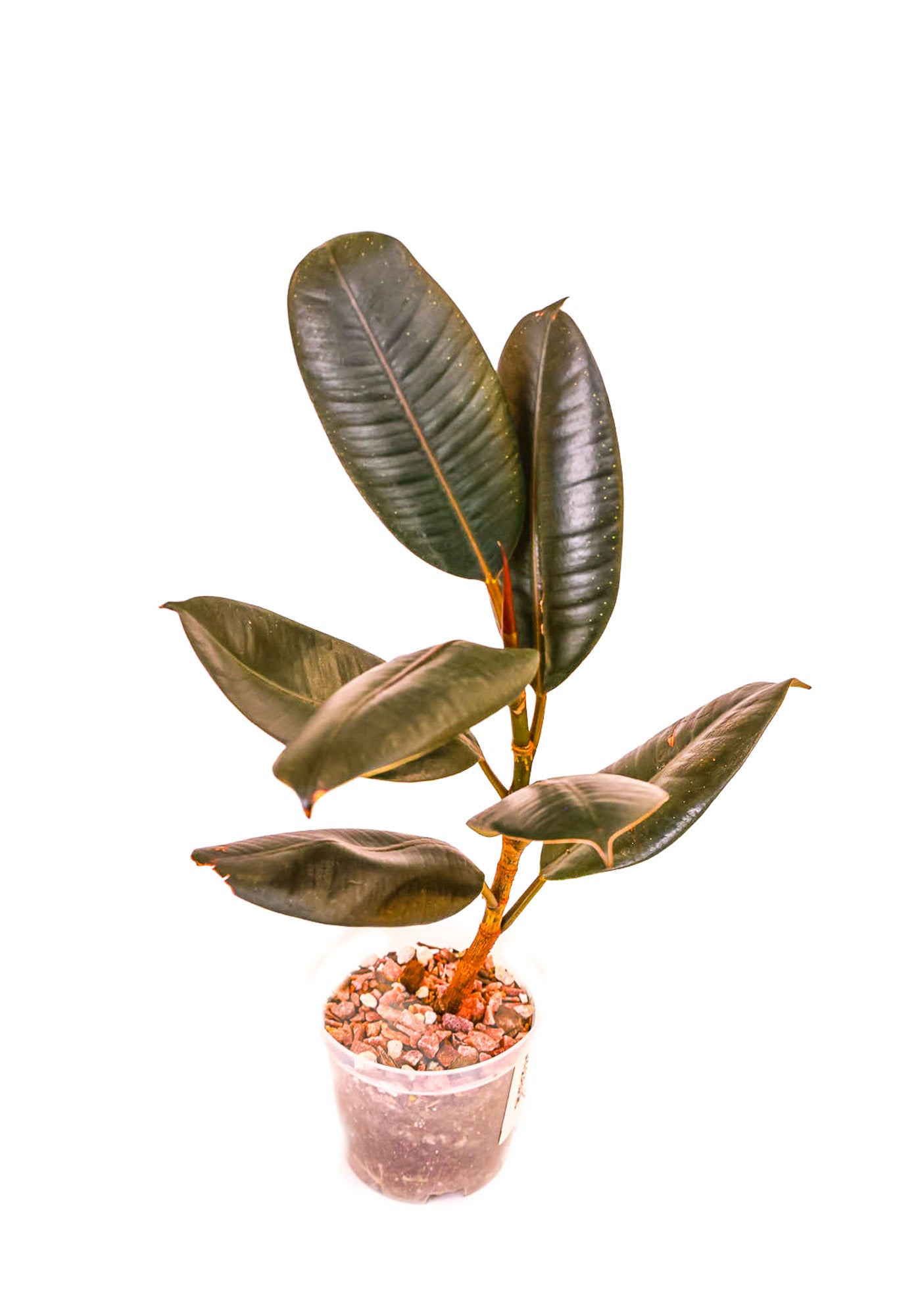 Ficus Burgundy Rubber Tree
